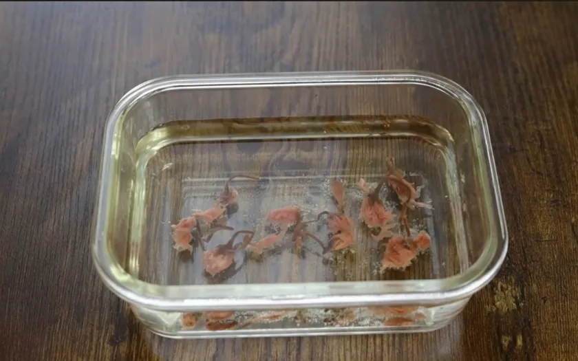 Ngâm hoa anh đào muối trong nước để loại bỏ bớt vị mặn