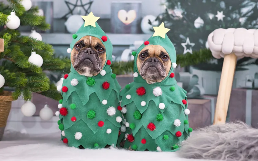 Trang phục là yếu tố giúp không khí Giáng Sinh trở nên đồng bộ và nổi bật hơn