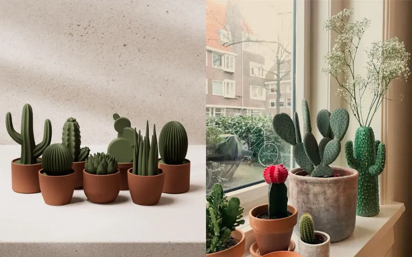 Cây xương rồng để bàn là món quà Tân Niên dễ chăm lại vui mắt