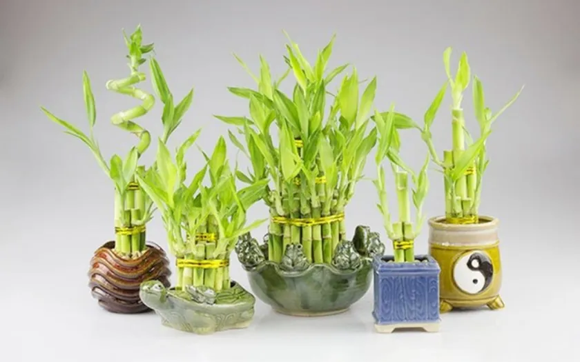 Cây phát tài có cây lá xum xuê mang ý nghĩa cầu sung túc, thuận lợi cho dịp Tân Niên