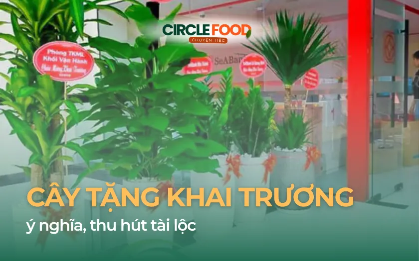 Mẫu cây tặng khai trương văn phòng đẹp, ý nghĩa, thu hút tài lộc