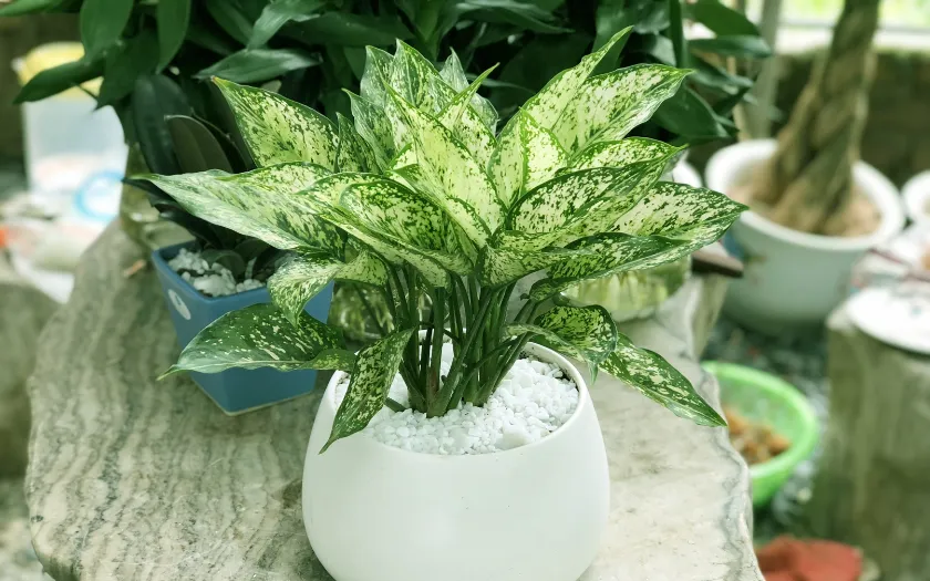 Cây ngọc ngân giúp điều hoà năng lượng trong không gian và tạo cảm giác ổn định