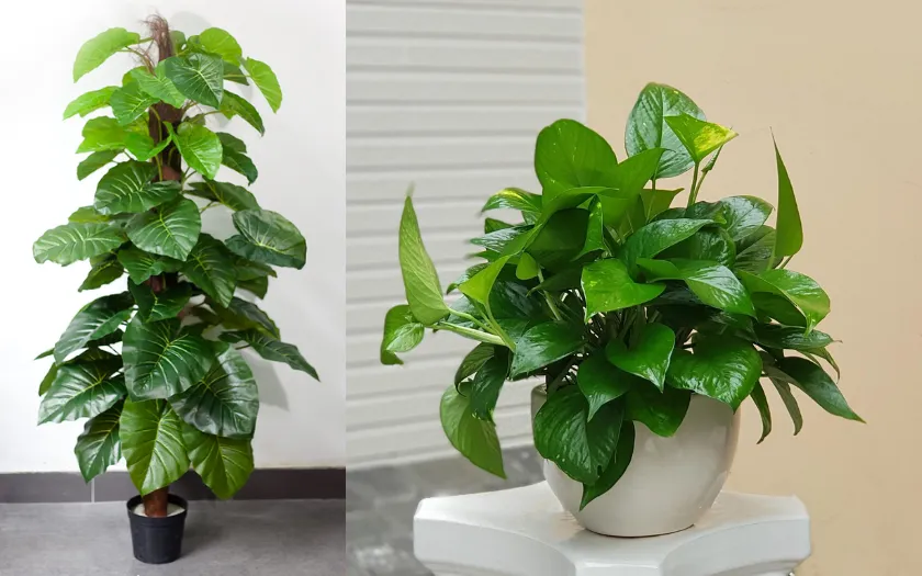 Trầu bà nổi tiếng với khả năng thanh lọc không khí, hấp thu chất độc và bức xạ điện tử 