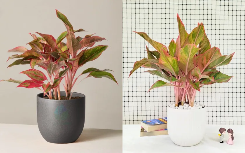 Cây phú quý thường gắn với ý nghĩa giàu sang và may mắn