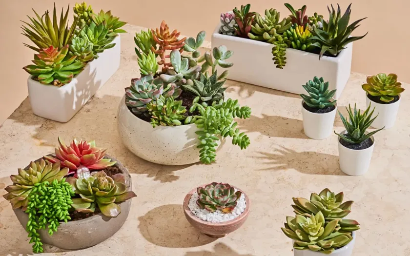 Sen đá tượng trưng cho sự bền bỉ và ổn định lâu dài