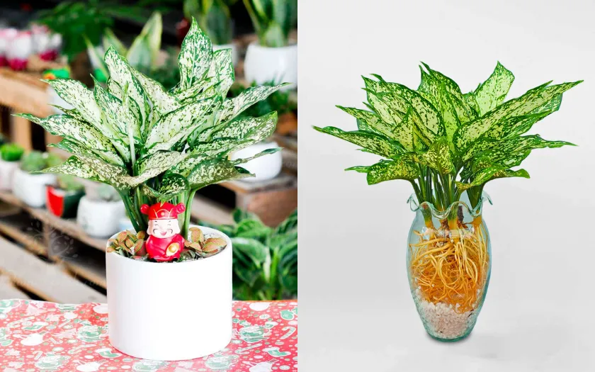 Ngọc ngân mini tượng trưng cho tài lộc và sự cân bằng, nhưng phù hợp với không gian nhỏ