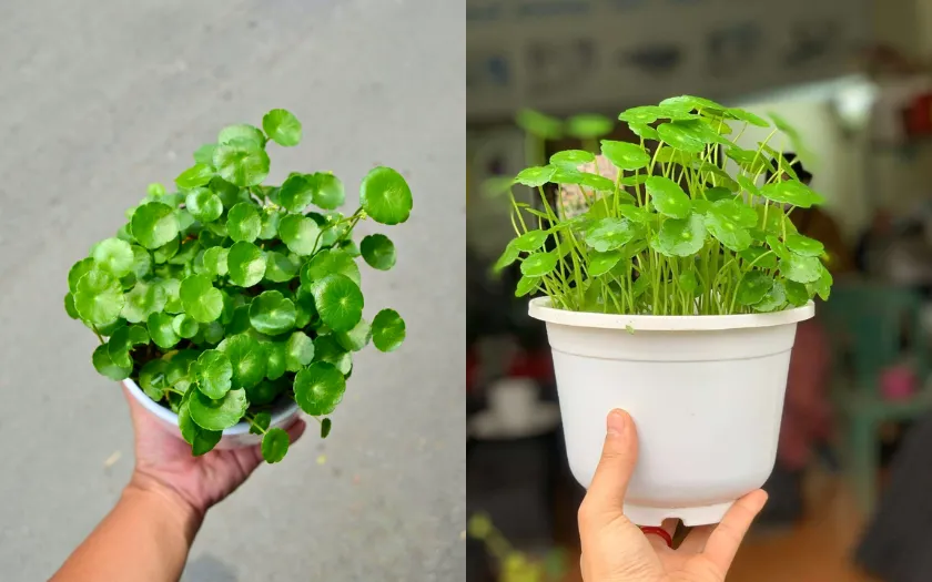 Cỏ đồng tiền thường được chọn khi muốn gửi gắm lời chúc về tiền bạc và sự thuận lợi