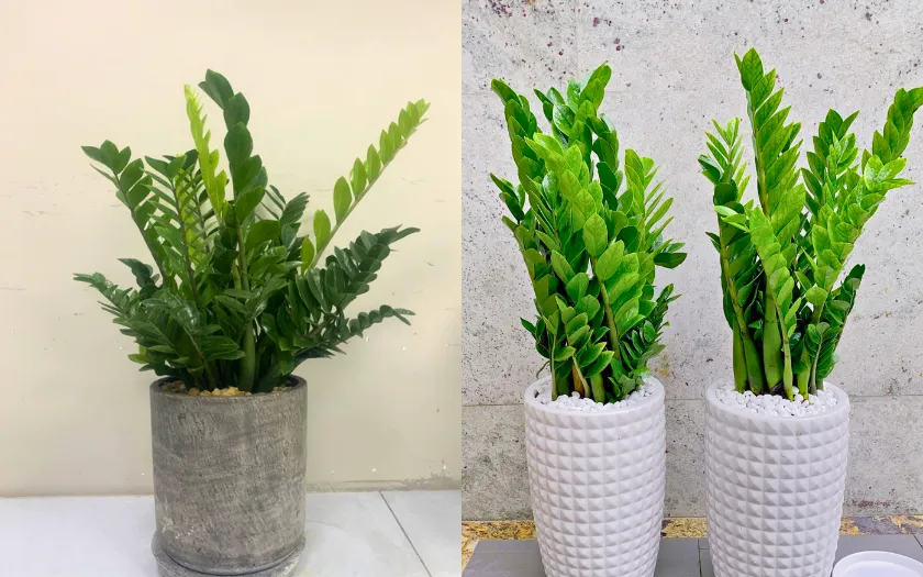 Cây kim tiền có khả năng thu hút tài lộc, tượng trưng cho sự giàu sang, phú quý, may mắn