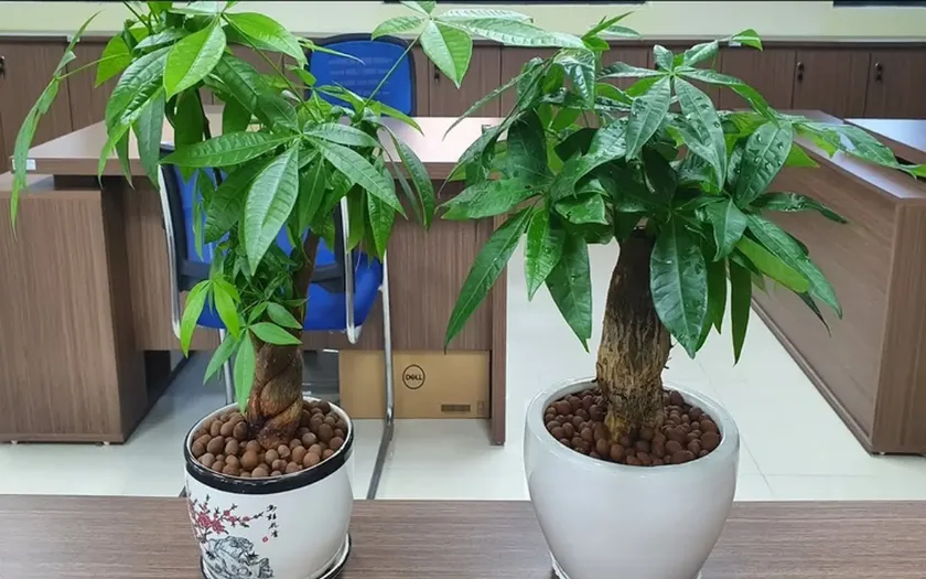 Kim ngân đặc trưng bởi phần thân được tết xoắn và lá có 5 thùy xòe đều