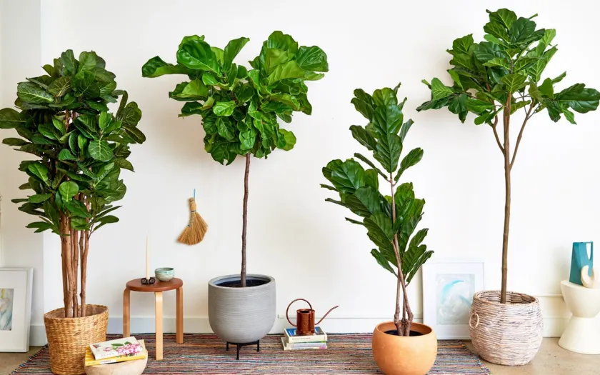 Cây bàng Singapore thường được chọn trang trí trong các văn phòng hiện đại