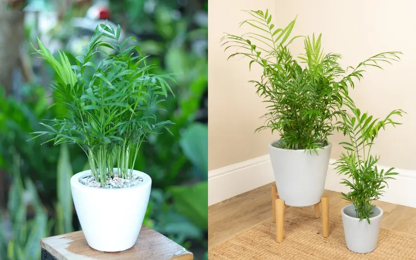 Cây cau tiểu trâm có khả năng thanh lọc không khí và hấp thụ bức xạ điện tử rất hiệu quả