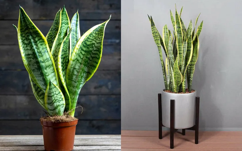 Lưỡi hổ có hình dáng đặc trưng với lá dài, mọc thẳng đứng và ít tán