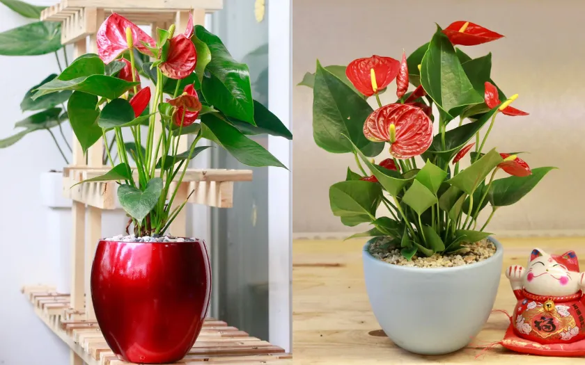 Màu đỏ của cây hồng môn tượng trưng cho năng lượng tích cực, sự nhiệt huyết và tài lộc