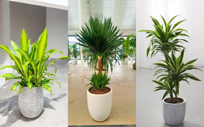 Cây phát tài trong phong thuỷ gắn với ý nghĩa “phát lộc - phát triển”