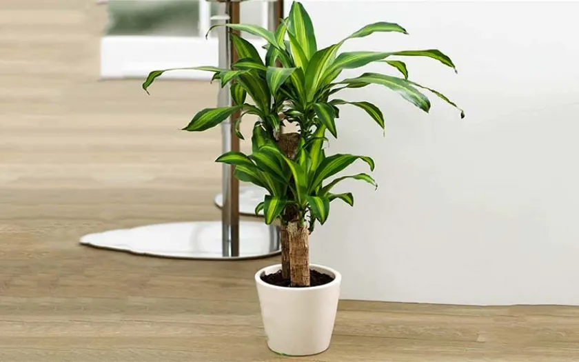 Thiết mộc lan (cây phát tài khúc) là một dạng phổ biến của cây phát tài