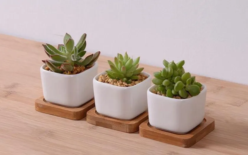 Chậu cây mini giúp tô điểm không gian làm việc của khách hàng nữ